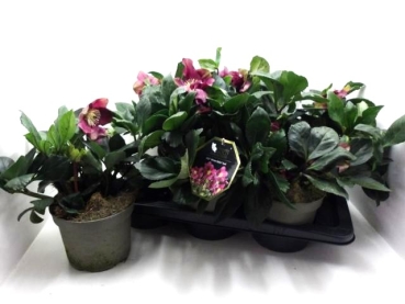 Helleborus "Winterballet" rot