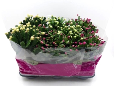 Schlumbergera "Wild" Mix