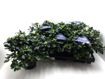 Azaleen "Christine M" weiß