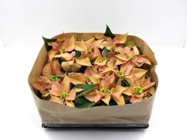 Mini Poinsettia apricot