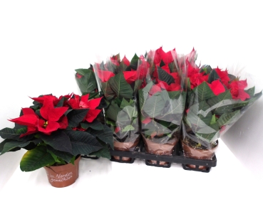 Poinsettia rot getütet
