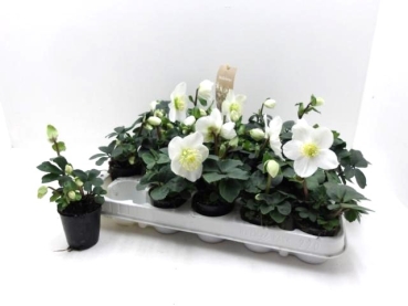 Mini Helleborus