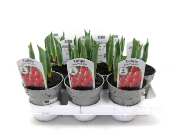 Tulpe rot "Red Paradise"