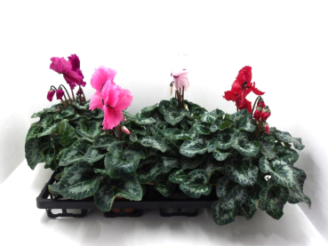 Cyclamen pers. Mix gefranst
