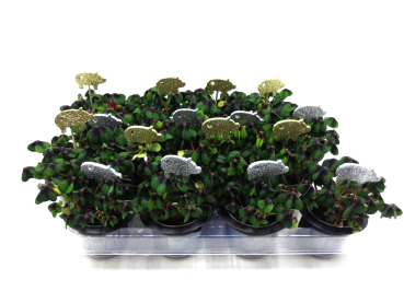 Klee in Zylinder + Silberstecker