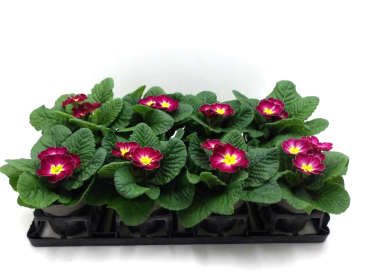 Primula acaulis Bourdeaux-/Rottöne