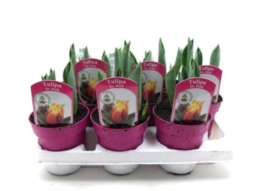 Tulpe rotgelb "Dr. Ruth"