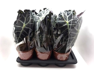 Alocasia amazonica "Polly"