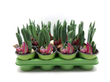 Tulpe  pink-weiß gefüllt "Columbus"