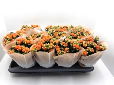Kalanchoe gefüllt orange