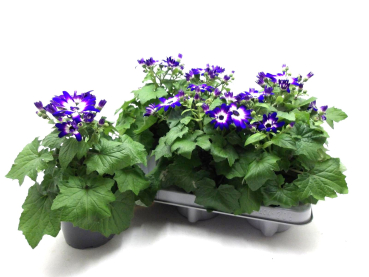 Pericallis cruentos blau-weiß