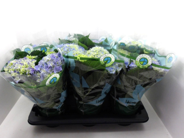 Hydrangea macr. blau