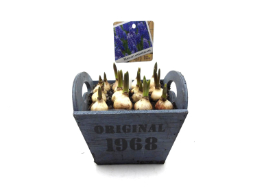 Muscari in Holztopf "Original 1968"