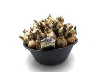 XL Schale Narcissus "Goblet"