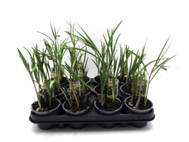 Fritillaria meleagris