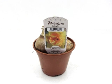 Narcissus  "Sizzling Fire"