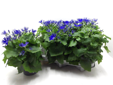 Pericallis "Senetti" blau