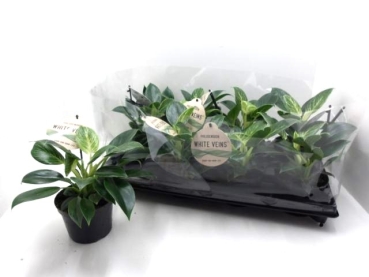 Philodendron "White Veins"