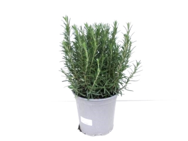 Rosmarin Busch T19