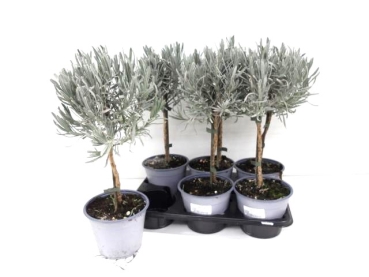 Lavandula ang. Stämmchen