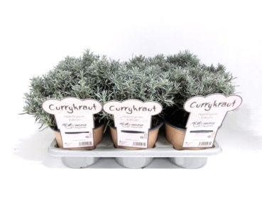 L'Aroma - Currykraut