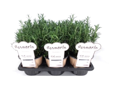 L'Aroma - Rosmarin stehend