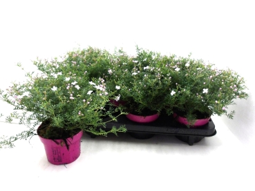 Boronia anemonifolia