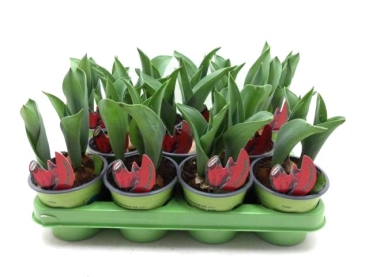 Tulpe  rot gefranst "Makarska"