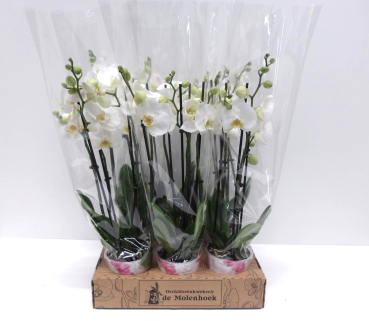 Phalaenopsis 4 Rispen weiß
