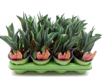 Tulpe  orange gefüllt "Icoon"