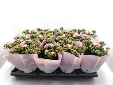 Kalanchoe gefüllt rosa