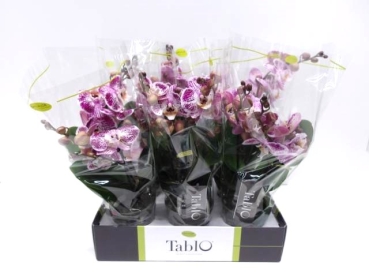 Phalaenopsis "Tablo" 2 Rispen pink gefleckt