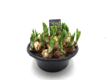 Zwiebelschale Narcissus "Tete a Tete"