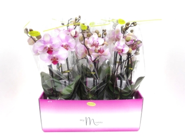 Phalaenopsis "My Monroe" 2 Rispen rosa