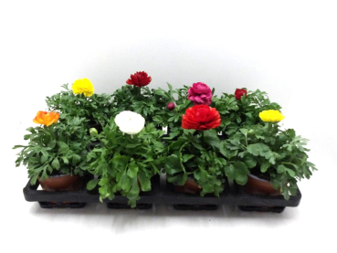 Ranunculus Mix