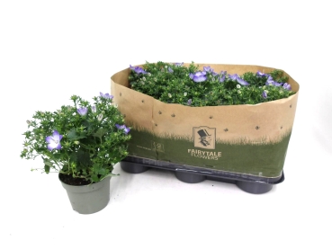 Campanula "Fancy Mee"