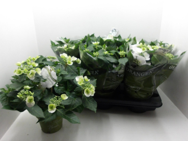 Hydrangea "Runaway Bride"