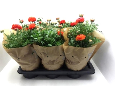Ranunculus  orange