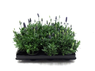 Mini Lavandula ang.