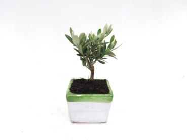 Olea in Keramik weiß-grün
