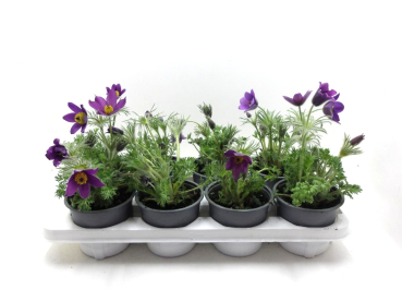 Pulsatilla vulgaris blau