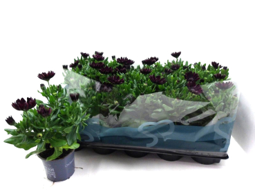 Osteospermum eckl. dunkelrot
