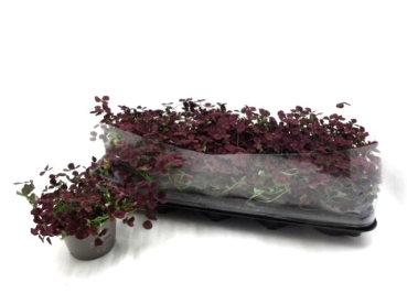 Trifolium repens rot