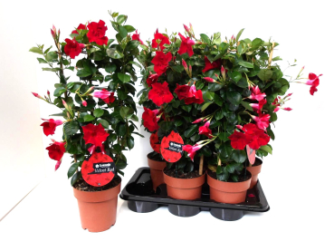 Mandevilla Spalier rot