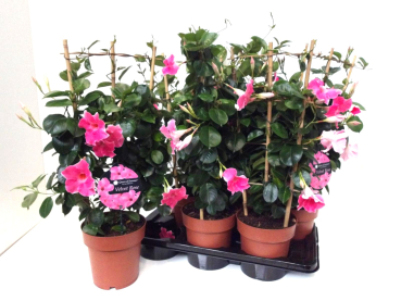 Mandevilla Spalier pink