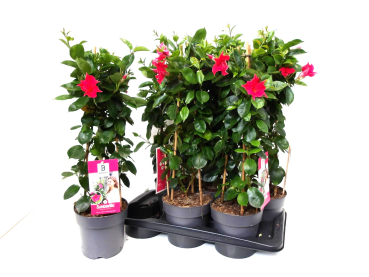 Mandevilla Pyramide rot