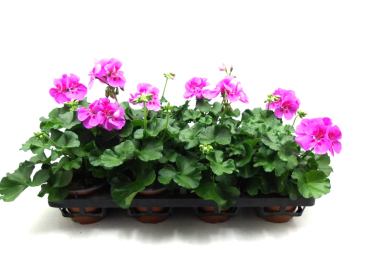 Pelargonium zonale Lilatöne