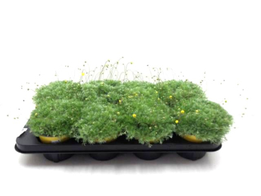 Cotula hispida