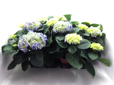 Hydrangea macr. blau