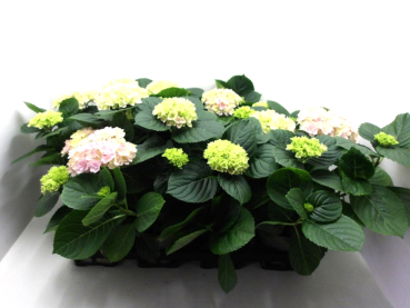 Hydrangea macr. rosa